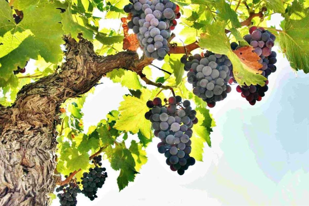Окуджав -: Виноградная косточка, иллюстрация