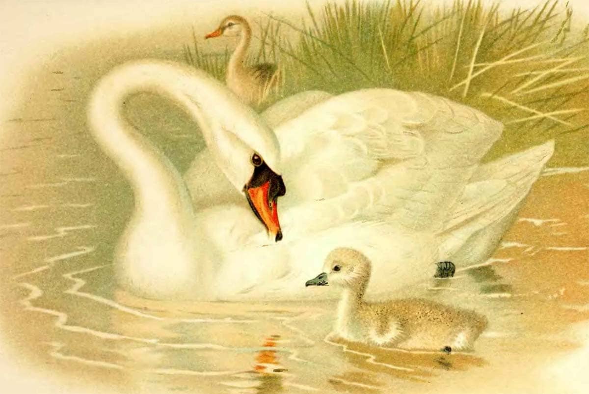 Лебедушка - Есенин, иллюстрация