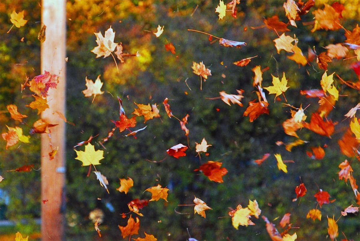 Он любит играть листьями. Падающие листья. Осень листопад. Листопад для детей. Листья падают с деревьев.