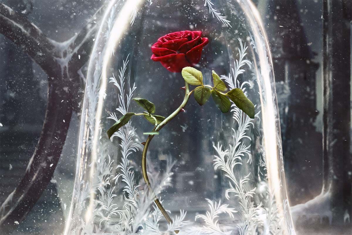 Пушкин - Есть роза дивная, она, иллюстрация